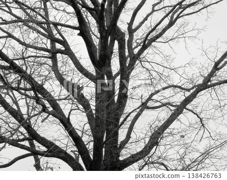 Bare tree branch with dark trunk silhouette shown against a natural seasonal background. Leafless Bare tree branch with dark trunk silhouette shown against a natural seasonal background. Leafless 138426763