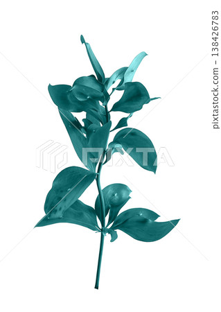 Single leaf with a delicate stem shown in close-up, highlighting fresh foliage and botanical Single leaf with a delicate stem shown in close-up, highlighting fresh foliage and botanical 138426783