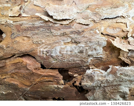 Tree bark closeup reveals rough weathered wood surface with cracked organic structure. Natural macro Tree bark closeup reveals rough weathered wood surface with cracked organic structure. Natural macro 138426823