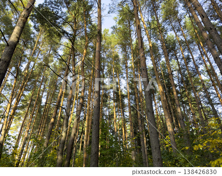 Tall pine trees rise vertically in a dense forest, forming a natural canopy against the blue sky. Tall pine trees rise vertically in a dense forest, forming a natural canopy against the blue sky. 138426830