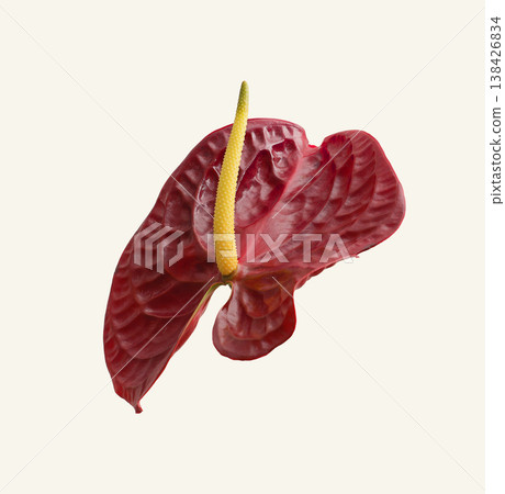 Red anthurium blossom with glossy scarlet spathe and yellow spike. Exotic tropical flower closeup 138426834