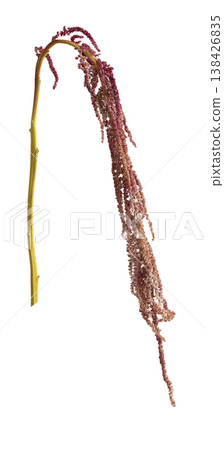 Red amaranth inflorescence with hanging cascade and delicate curved tail. Botanical closeup isolated 138426835