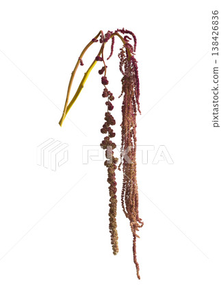 Red amaranth blossom with hanging tassel and velvet texture. Botanical closeup isolated on white Red amaranth blossom with hanging tassel and velvet texture. Botanical closeup isolated on white 138426836