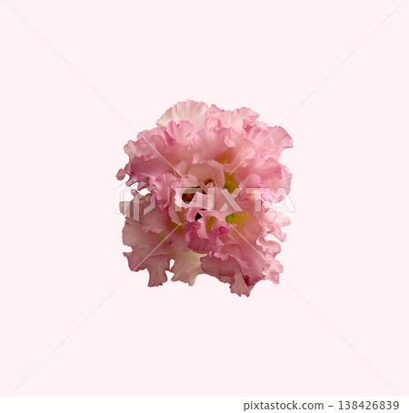 Pink chrysanthemum flower head seen from top view with soft shaggy petals and round form. Bright Pink chrysanthemum flower head seen from top view with soft shaggy petals and round form. Bright 138426839