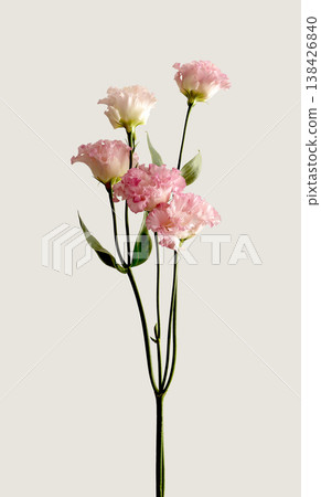 Pink chrysanthemum blossom with soft petals and graceful stem. Autumn floral concept shows delicate Pink chrysanthemum blossom with soft petals and graceful stem. Autumn floral concept shows delicate 138426840