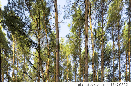 Forest trunks with textured bark, green foliage, large branches during summer day. Natural park Forest trunks with textured bark, green foliage, large branches during summer day. Natural park 138426852