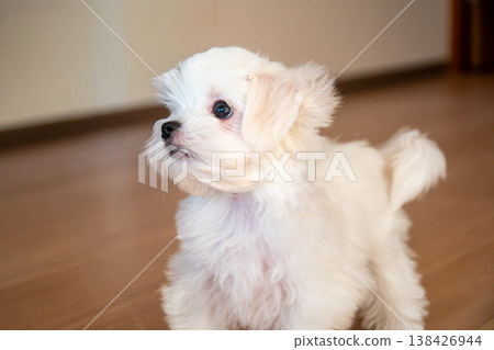 A Maltese dog so adorable you'll want to hug it. A Maltese dog so adorable you'll want to hug it. 138426944