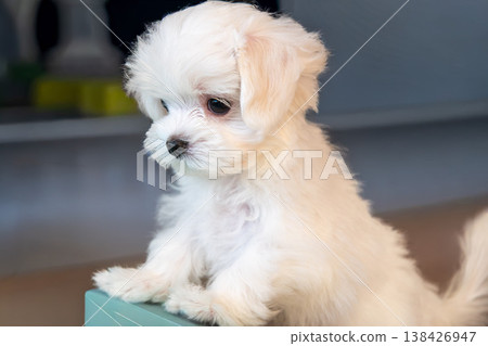 A Maltese dog so adorable you'll want to hug it. A Maltese dog so adorable you'll want to hug it. 138426947