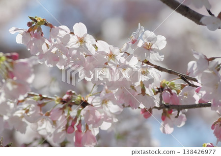Light and cherry blossoms 138426977