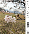 Scenery with cherry blossoms 138427048