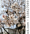 Cherry blossom 138427049