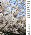 Scenery with cherry blossoms 138427051