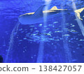 Shark swimming in the aquarium 138427057