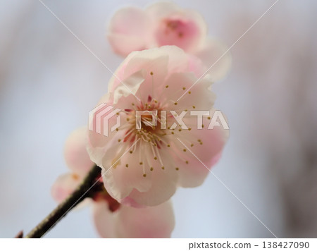 The beautiful white plum blossoms of the "Suishinbai" plum tree bloomed in the sunny month of March. 138427090