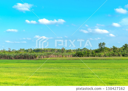 Vast green field stretches under bright blue sky Vast green field stretches under bright blue sky 138427162