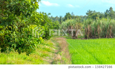 Lush greenery lines a narrow dirt path Lush greenery lines a narrow dirt path 138427166