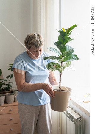 Senior woman tending to her fiddle leaf fig plant, enjoying gardening and nurturing her green friends indoors. A truly authentic moment. Indoor gardening, plant care, green lifestyle 138427332