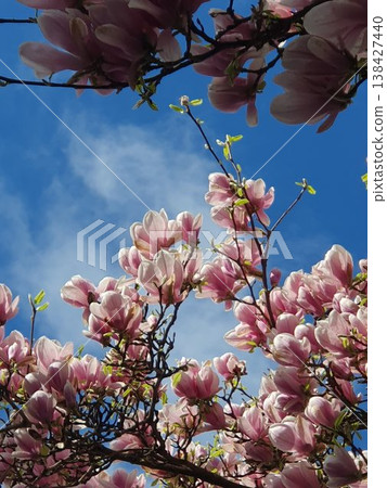 Pink magnolia blossoms fill the frame against a bright blue sky, evoking spring renewal, warmth and delicate beauty as sunlit flowering branches stretch overhead with fresh green buds. 138427440