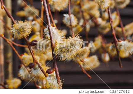 Close up of yellow fluffy willow catkins on branches in spring sunlight, blooming salix caprea, blurred background, Easter holiday symbol Close up of yellow fluffy willow catkins on branches in spring sunlight, blooming salix caprea, blurred background, Easter holiday symbol 138427612