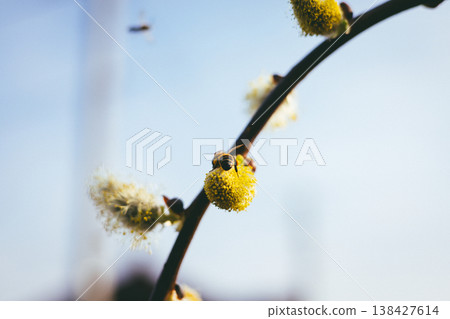 Honey bee gathering pollen on yellow fluffy willow catkin in spring, blooming salix tree branch against clear blue sky, biodiversity and pollination concept, nature renewal, soft morning light. Honey bee gathering pollen on yellow fluffy willow catkin in spring, blooming salix tree branch against clear blue sky, biodiversity and pollination concept, nature renewal, soft morning light. 138427614