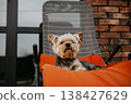 Cute yorkshire terrier dog relaxing on bright orange sun lounger outdoors, red brick wall background, pet pampering and luxury lifestyle, cozy terrace moment, high quality animal photography. 138427629