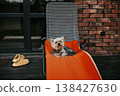 Cute yorkshire terrier dog relaxing on bright orange sun lounger outdoors, red brick wall background, pet pampering and luxury lifestyle, cozy terrace moment, high quality animal photography. 138427630