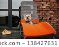 Cute yorkshire terrier dog relaxing on bright orange sun lounger outdoors, red brick wall background, pet pampering and luxury lifestyle, cozy terrace moment, high quality animal photography. 138427631