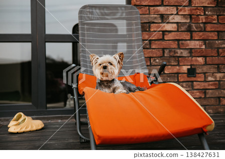 Cute yorkshire terrier dog relaxing on bright orange sun lounger outdoors, red brick wall background, pet pampering and luxury lifestyle, cozy terrace moment, high quality animal photography. Cute yorkshire terrier dog relaxing on bright orange sun lounger outdoors, red brick wall background, pet pampering and luxury lifestyle, cozy terrace moment, high quality animal photography. 138427631