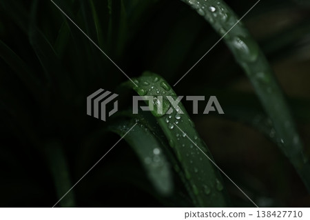 Bamboo leaves with raindrops on them after the rain. Bamboo leaves with raindrops on them after the rain. 138427710