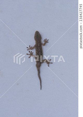 Japanese gecko (white background) Japanese gecko (white background) 138427745