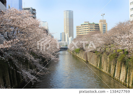 Cherry blossoms along the Meguro River in 2026 138427769