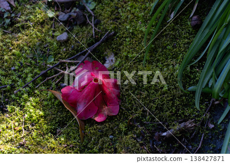 山茶花飄落到長滿青苔的岩石上 138427871