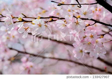 Tsuyama Castle, a sea of clouds of thousands of cherry blossoms covering the stone walls. Tsuyama Castle, a sea of clouds of thousands of cherry blossoms covering the stone walls. 138427907
