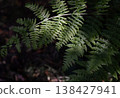 Dappled sunlight filters through a dense canopy, illuminating the intricate, emerald fronds of a fern as they unfurl against a shadowed forest floor. 138427941