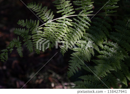 Dappled sunlight filters through a dense canopy, illuminating the intricate, emerald fronds of a fern as they unfurl against a shadowed forest floor. Dappled sunlight filters through a dense canopy, illuminating the intricate, emerald fronds of a fern as they unfurl against a shadowed forest floor. 138427941