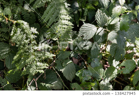 A dense, tangled thicket of emerald ferns and toothed bramble leaves intertwines, showcasing intricate textures in a dramatic play of dappled sunlight and deep shadow, with hints of dry forest debris A dense, tangled thicket of emerald ferns and toothed bramble leaves intertwines, showcasing intricate textures in a dramatic play of dappled sunlight and deep shadow, with hints of dry forest debris 138427945
