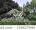 This garden scene presents a striking landscape of contrasting textures and forms. At the center stands a variegated specimen reminiscent of a Variegated Sweet Chestnut or a Wedding Cake Tree defined 138427946