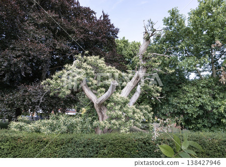 This garden scene presents a striking landscape of contrasting textures and forms. At the center stands a variegated specimen reminiscent of a Variegated Sweet Chestnut or a Wedding Cake Tree defined 138427946