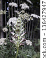 A towering flower spike of Acanthus spinosus stands in sharp focus, showcasing sculptural purple-veined bracts and hooded white blooms against a soft, bokeh background of airy white cow parsley. 138427947