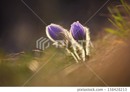 Spring flower. Nature with meadow and sunset. Seasonal concept for springtime. Beautifully blossoming pasque flower and sun with a natural colored background. (Pulsatilla grandis) Spring flower. Nature with meadow and sunset. Seasonal concept for springtime. Beautifully blossoming pasque flower and sun with a natural colored background. (Pulsatilla grandis) 138428213