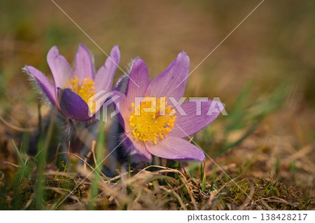 Spring background with flowers in meadow. Pasque Flower (Pulsatilla grandis) 138428217