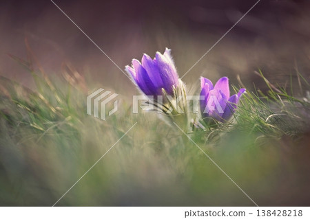 Spring background with flowers in meadow. Pasque Flower (Pulsatilla grandis) 138428218