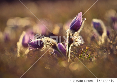 Springtime and spring flower. Beautiful purple little furry pasque-flower. (Pulsatilla grandis) Blooming on spring meadow at the sunset. Nature colorful background. 138428219