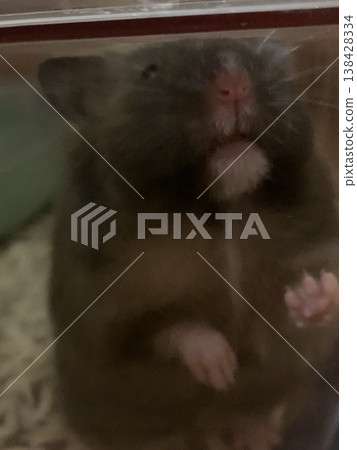 Long-haired hamster Anmitsu Long-haired hamster Anmitsu 138428334