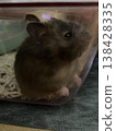 Long-haired hamster marble 138428335