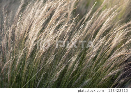 Delicate stipa tenuissima feather grass sways warm sunlight, silky plumes glowing above green blades. Soft texture gentle motion create natural background evoking prairie meadow calm summer breeze Delicate stipa tenuissima feather grass sways warm sunlight, silky plumes glowing above green blades. Soft texture gentle motion create natural background evoking prairie meadow calm summer breeze 138428513