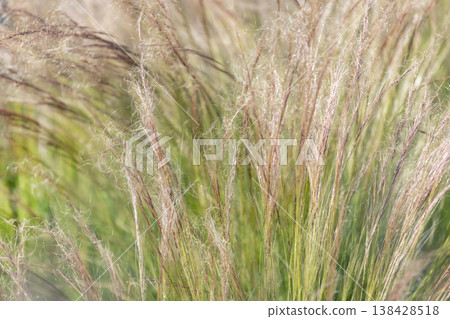 Delicate stipa tenuissima feather grass sways warm sunlight, silky plumes glowing above green blades. Soft texture gentle motion create natural background evoking prairie meadow calm summer breeze 138428518