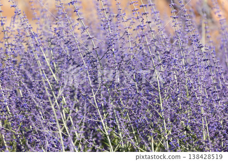 Purple perovskia lavender bloom airy floral texture delicate violet spikes silver stem glowing summer sunlight. Aromatic herb ornamental shrub form soft natural background meadow mediterranean garden Purple perovskia lavender bloom airy floral texture delicate violet spikes silver stem glowing summer sunlight. Aromatic herb ornamental shrub form soft natural background meadow mediterranean garden 138428519