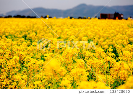 卡薩奧卡灣農場的土地上,金色的油菜花競相綻放。 卡薩奧卡灣農場的土地上,金色的油菜花競相綻放。 138428650