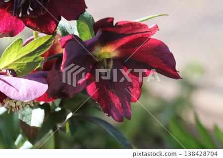 早春花園裡盛開的紅色聖誕玫瑰 早春花園裡盛開的紅色聖誕玫瑰 138428704